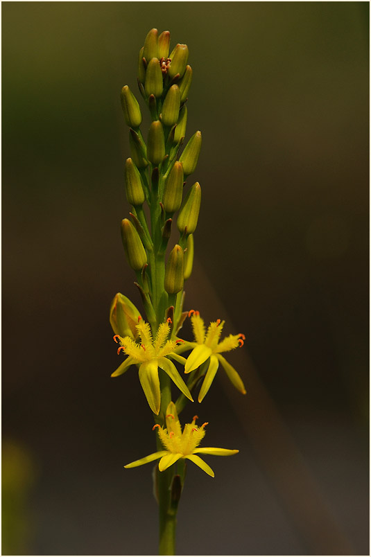 Moorlilie (Narthecium ossifragum)