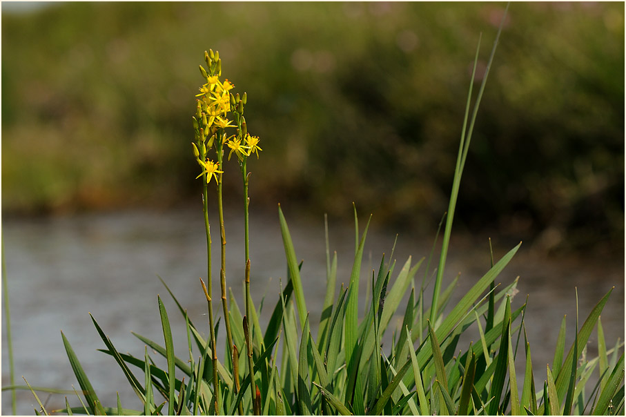 Moorlilie (Narthecium ossifragum)