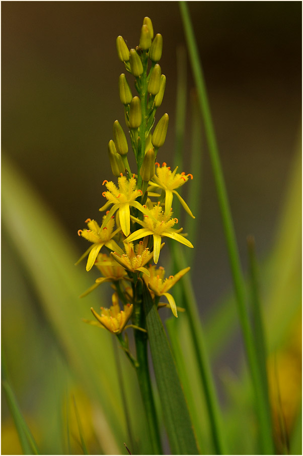 Moorlilie (Narthecium ossifragum)