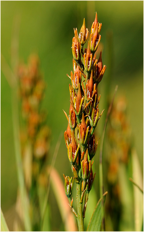 Moorlilie (Narthecium ossifragum)