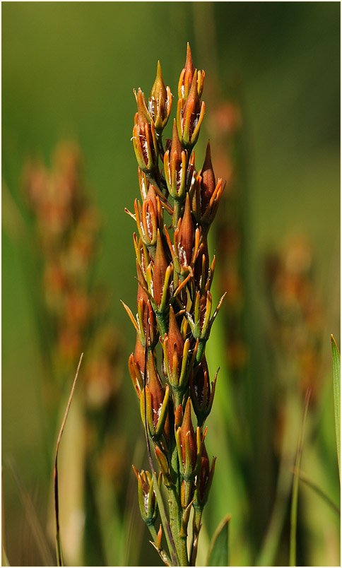 Moorlilie (Narthecium ossifragum)