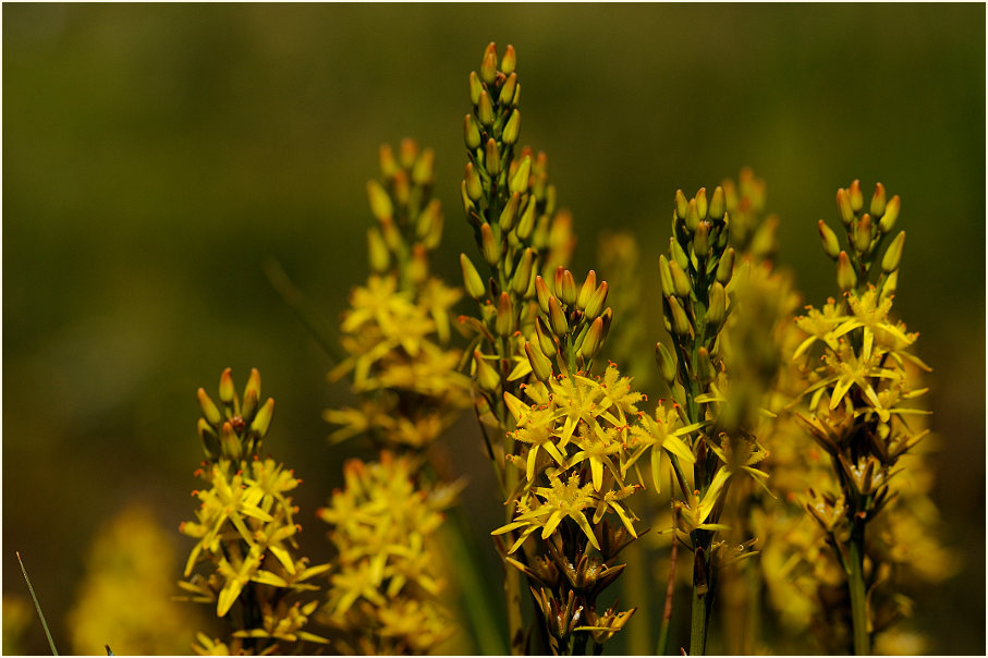 Moorlilie (Narthecium ossifragum)