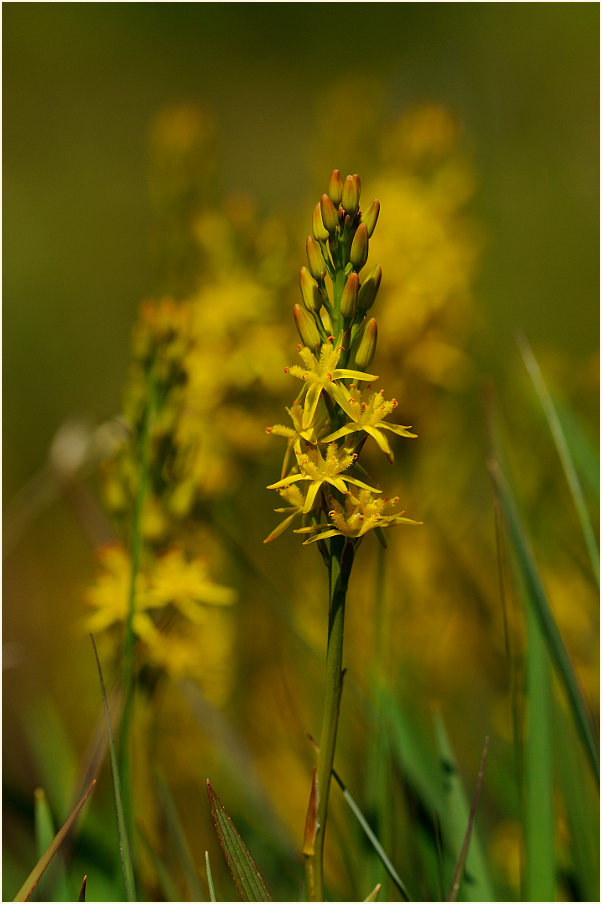 Moorlilie (Narthecium ossifragum)