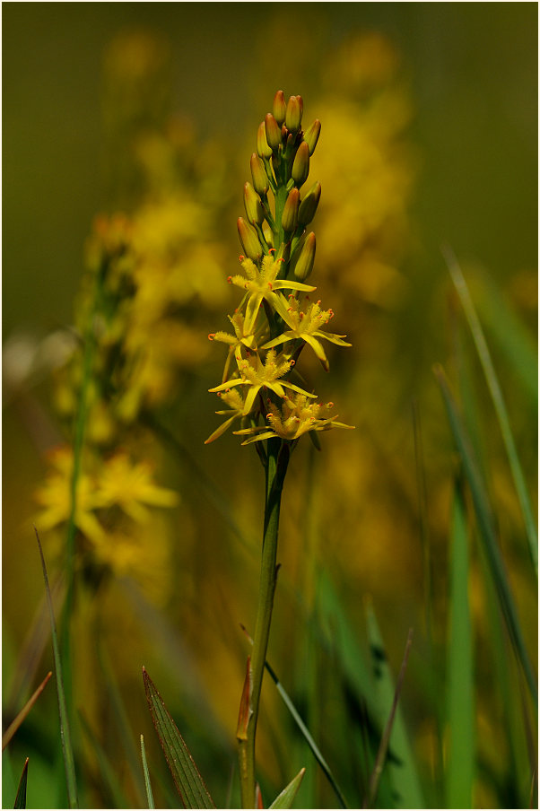 Moorlilie (Narthecium ossifragum)