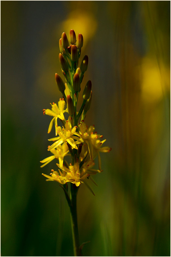 Moorlilie (Narthecium ossifragum)