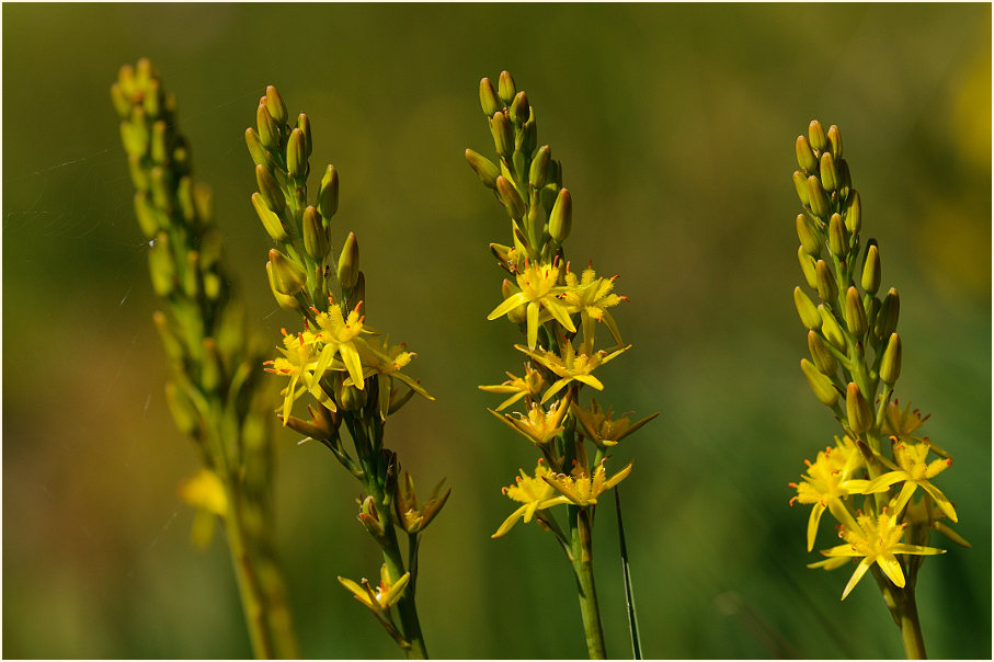 Moorlilie (Narthecium ossifragum)