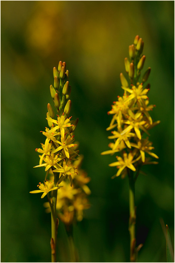 Moorlilie (Narthecium ossifragum)