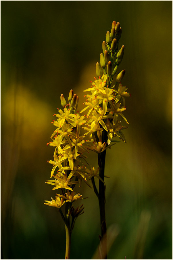 Moorlilie (Narthecium ossifragum)