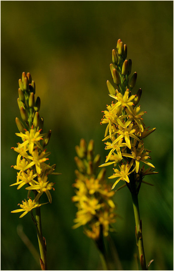 Moorlilie (Narthecium ossifragum)