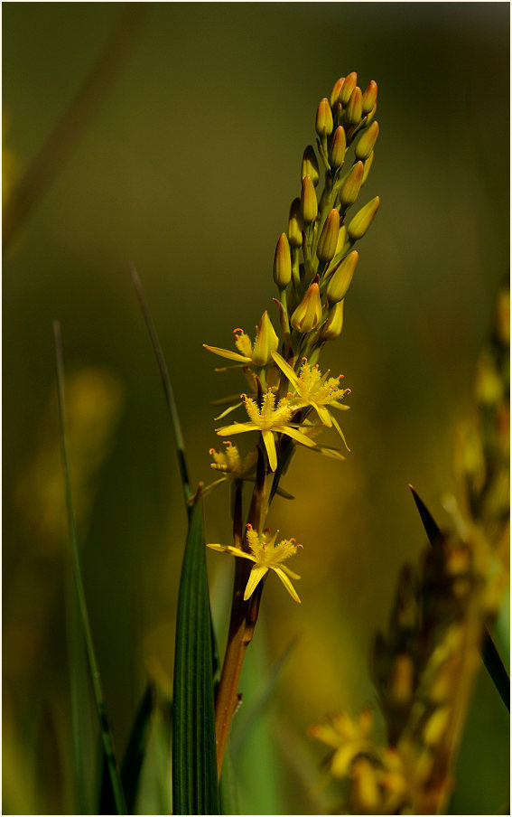 Moorlilie (Narthecium ossifragum)