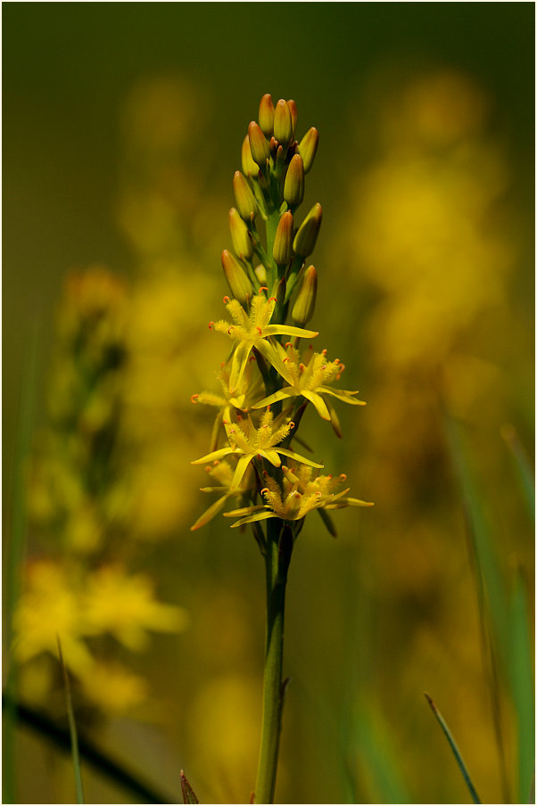 Moorlilie (Narthecium ossifragum)