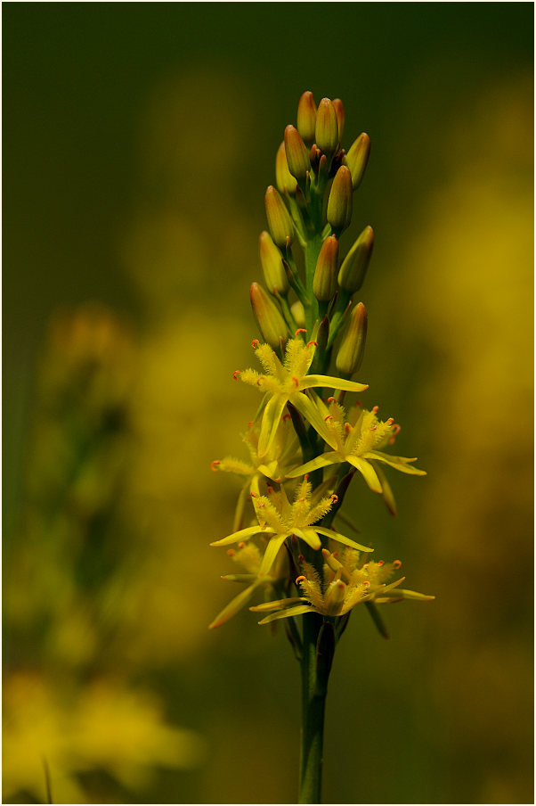 Moorlilie (Narthecium ossifragum)