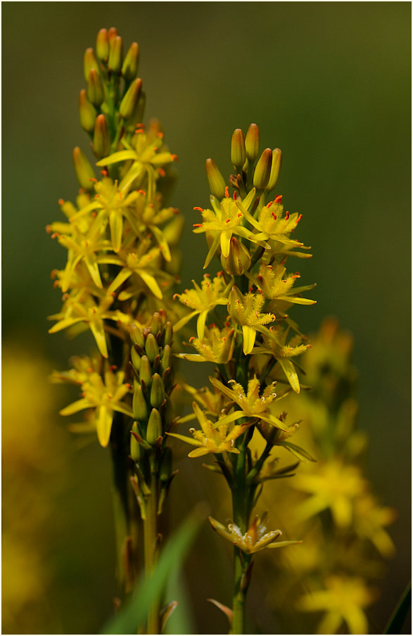 Moorlilie (Narthecium ossifragum)