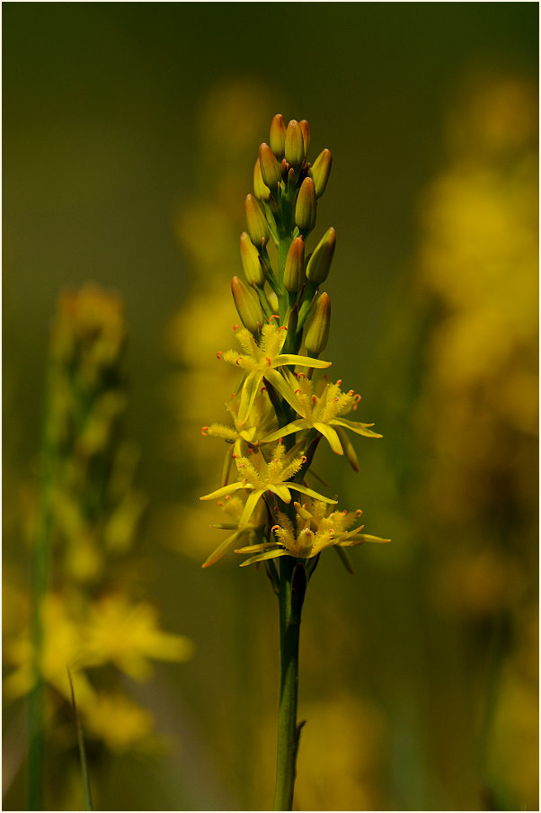 Moorlilie (Narthecium ossifragum)