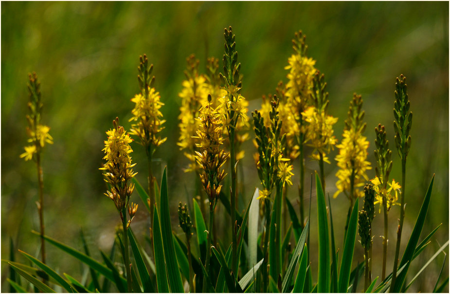 Moorlilie (Narthecium ossifragum)