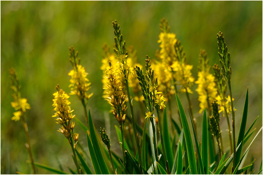 Moorlilie (Narthecium ossifragum)