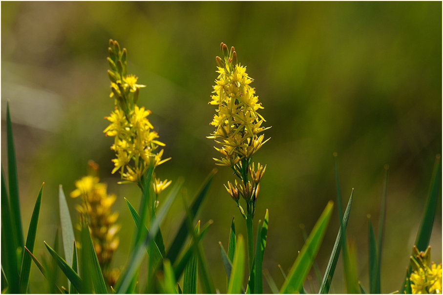 Moorlilie (Narthecium ossifragum)