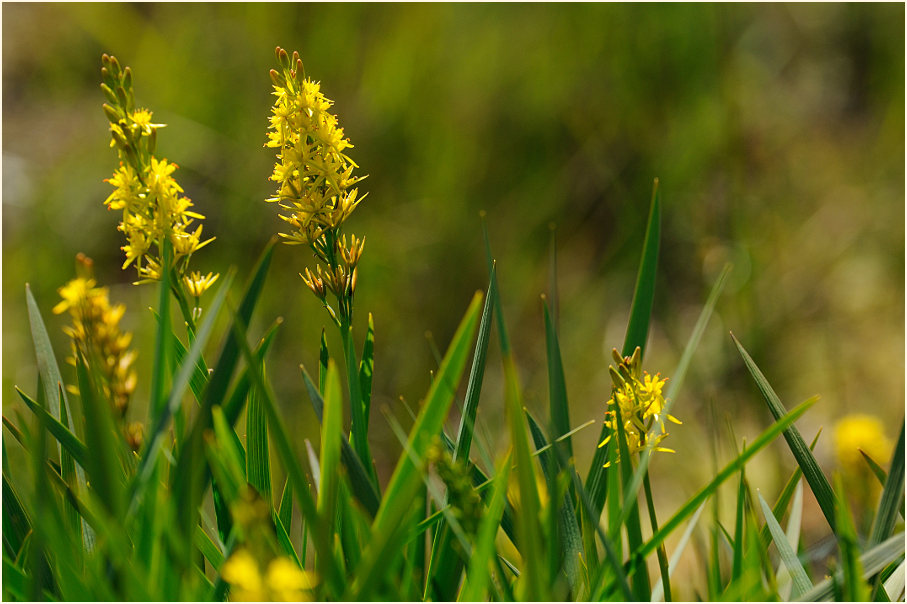 Moorlilie (Narthecium ossifragum)