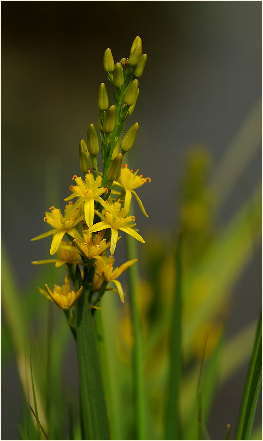 Moorlilie (Narthecium ossifragum)