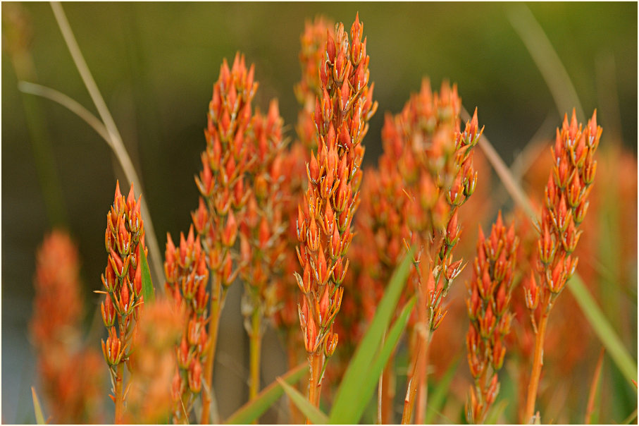 Moorlilie (Narthecium ossifragum)