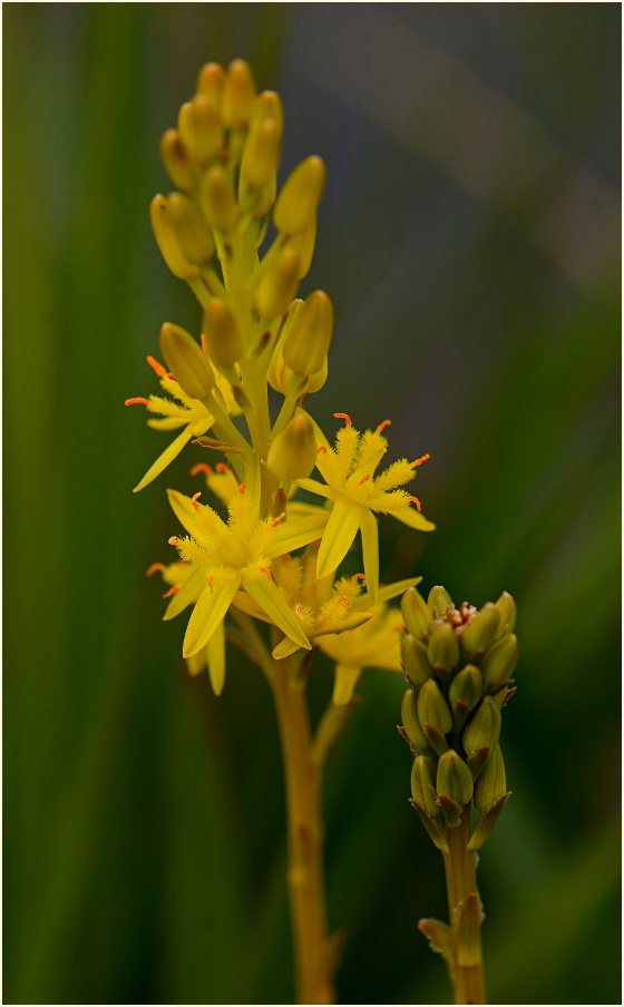 Moorlilie (Narthecium ossifragum)