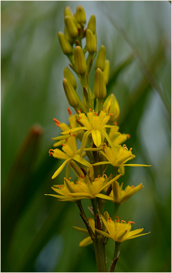 Moorlilie (Narthecium ossifragum)