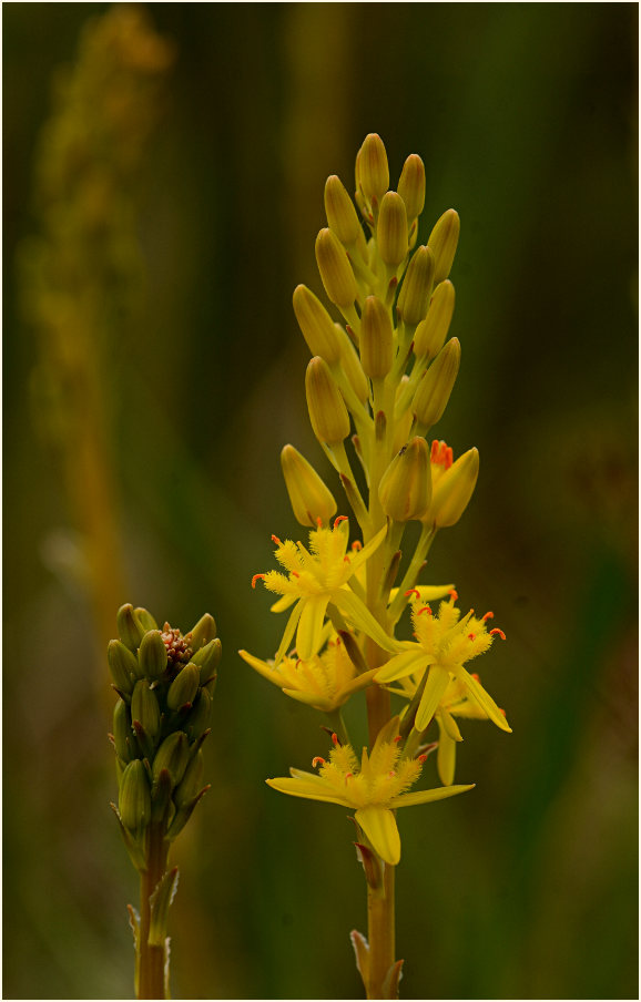 Moorlilie (Narthecium ossifragum)