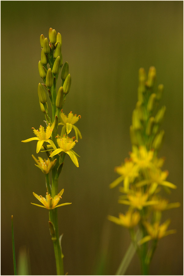 Moorlilie (Narthecium ossifragum)