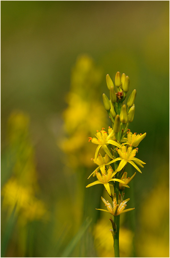 Moorlilie (Narthecium ossifragum)