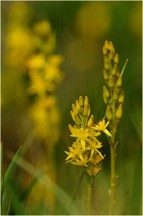 Moorlilie (Narthecium ossifragum)