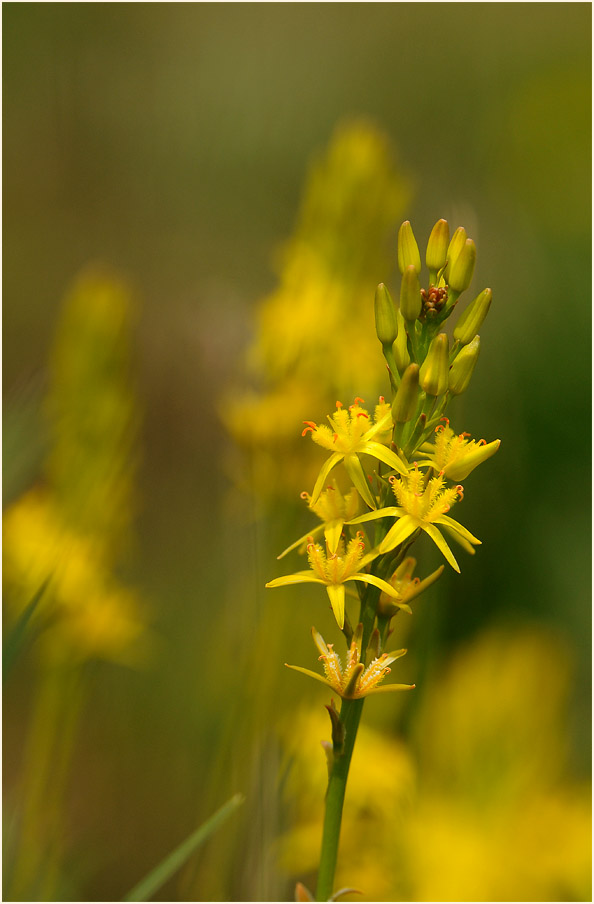 Moorlilie (Narthecium ossifragum)