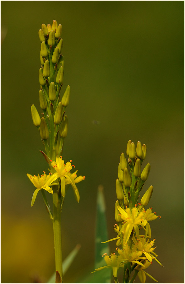 Moorlilie (Narthecium ossifragum)