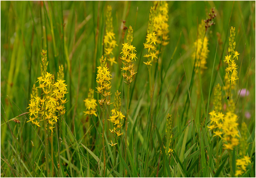 Moorlilie (Narthecium ossifragum)