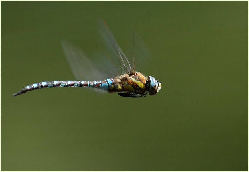 Libellen, Mosaikjungfer