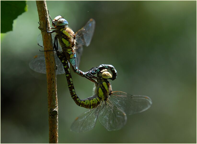 Libellen, Mosaikjungfer