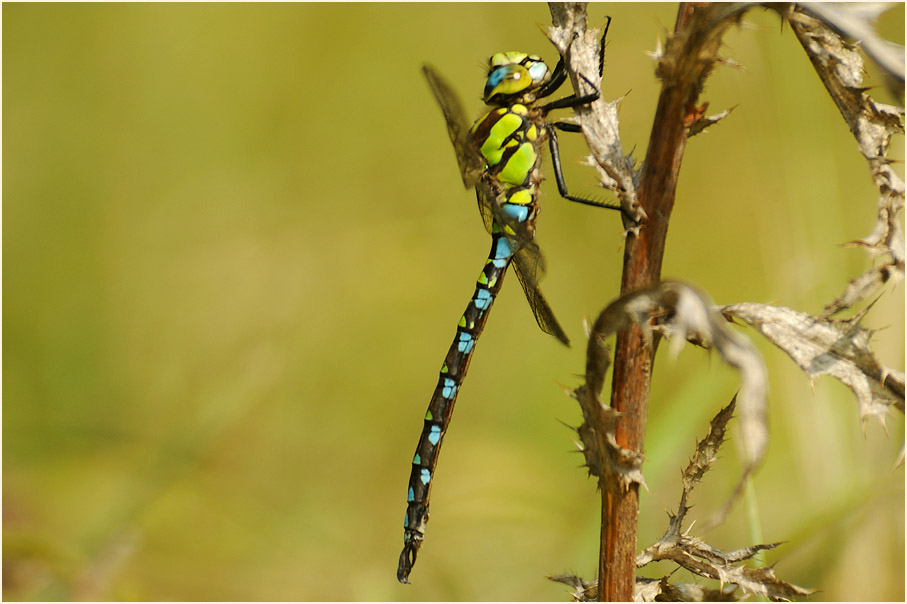 Libellen, Mosaikjungfer