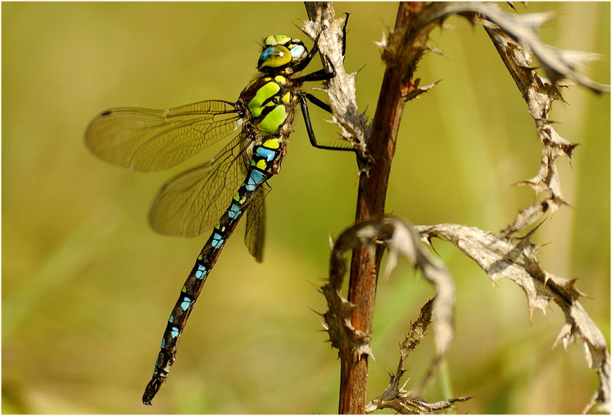 Libellen, Mosaikjungfer