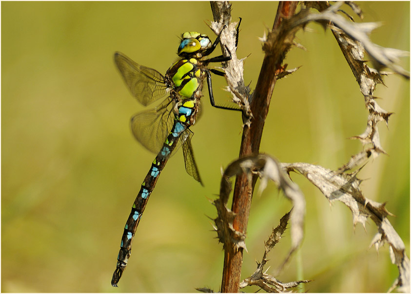 Libellen, Mosaikjungfer