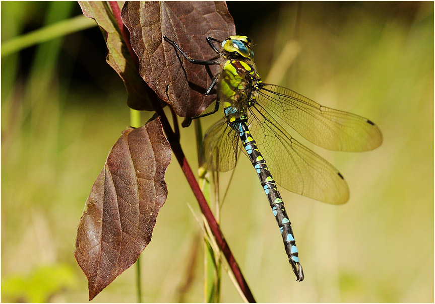 Libellen, Mosaikjungfer