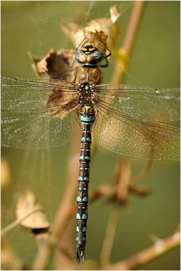 Libellen, Herbstmosaikjungfer