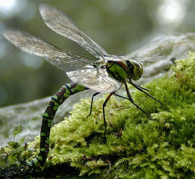 Libellen, Mosaikjungfer bei der Eiablage