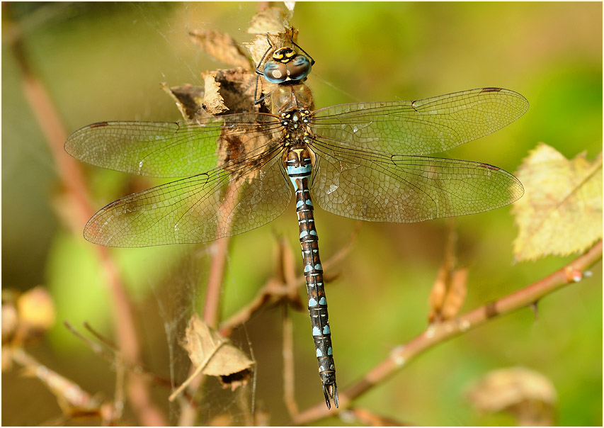 Libellen, Herbstmosaikjungfer