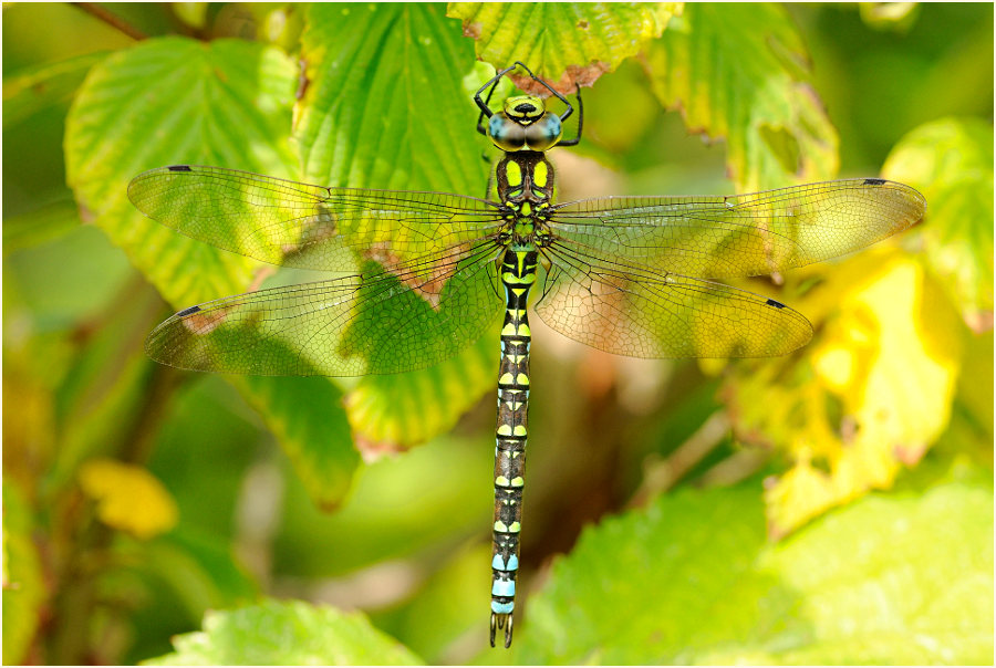 Libellen, Mosaikjungfer