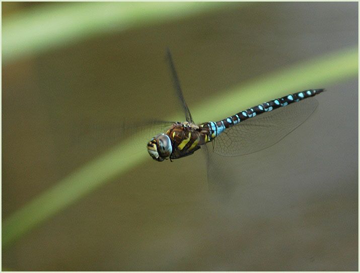 Libellen, Mosaikjungfer