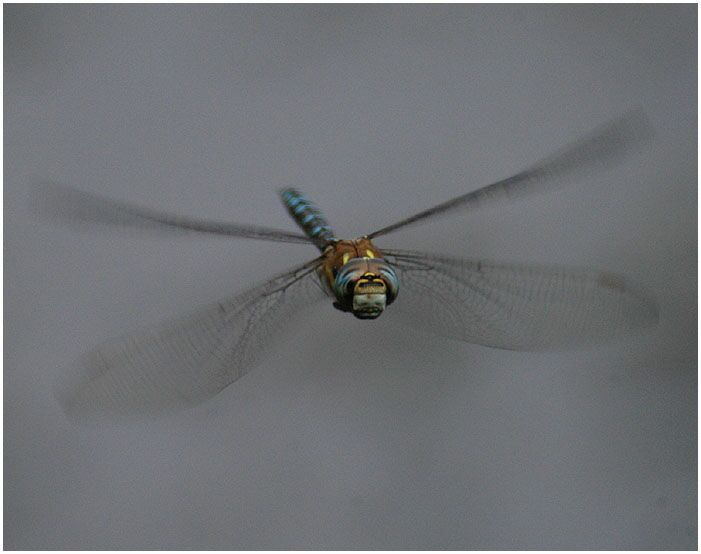 Libellen, Mosaikjungfer