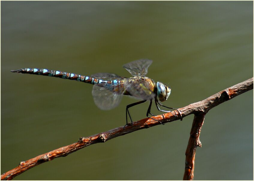 Libellen, Mosaikjungfer