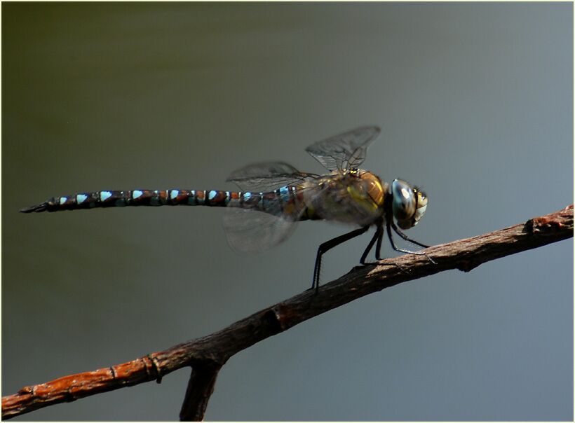 Libellen, Mosaikjungfer