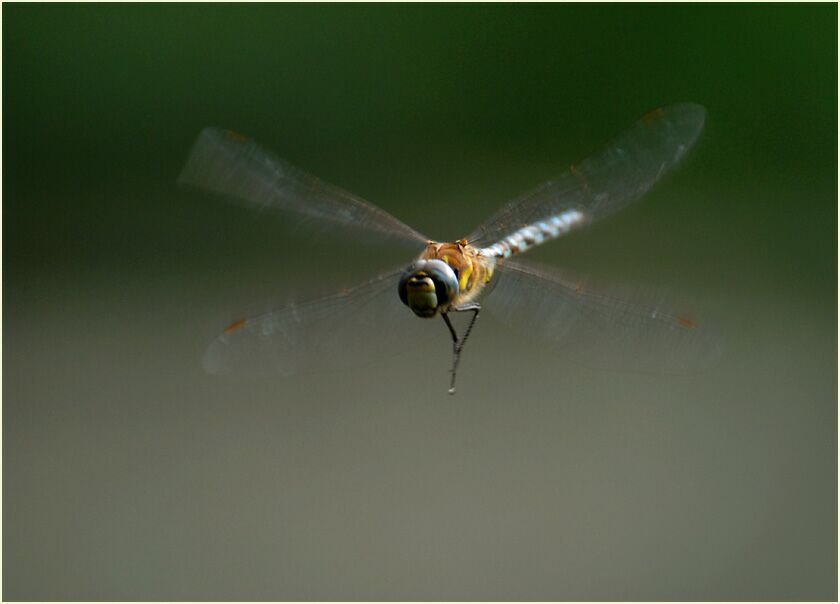 Libellen, Mosaikjungfer