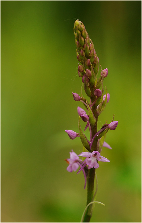 Mücken-Händelwurz (Gymnadenia conopsea)