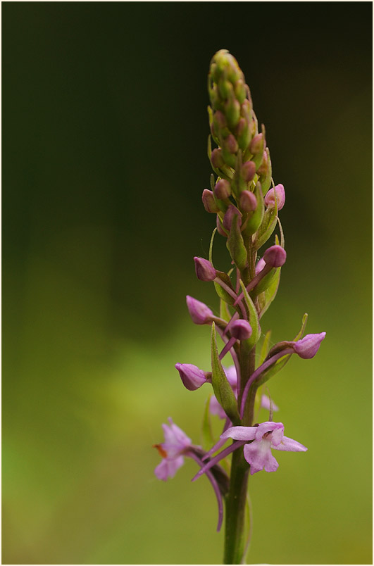 Mücken-Händelwurz (Gymnadenia conopsea)